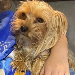 Coco - Yorkshire Terrier