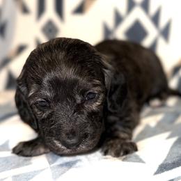 Boy 1 - male Dachshund puppy in Fredonia, Arizona from Desert Horizon Dachshunds