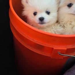 Amber - Cream female Pomeranian puppy in San Diego, California from Socalpoms
