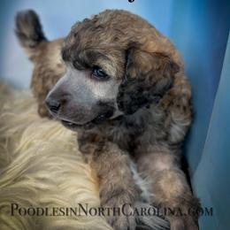 Poodle Puppies from Grace Poodles