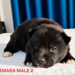 Male 2 - Red and white male Siberian Husky puppy in Pennsylvania from Breezy Valley Siberians