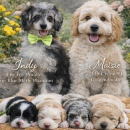 Goldendoodle puppies from Angel Pups Deluxe