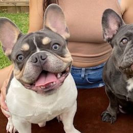 French Bulldogs from goldpawfrenchies
