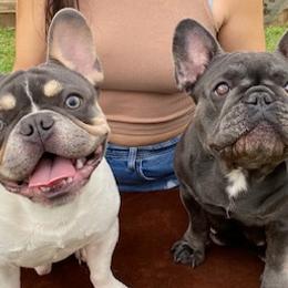 French Bulldogs from goldpawfrenchies