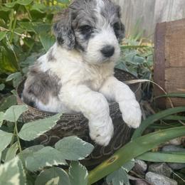 Nova - Merle-sable female Saint Berdoodle puppy in Traverse City, Michigan from Bare Paws Saint Berdoodles