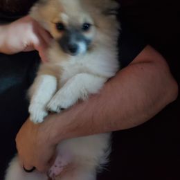 Pomeranian Puppies from SDR Pomeranians