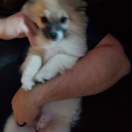 Pomeranian Puppies from SDR Pomeranians