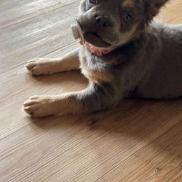 French Bulldog puppies from Carolina High Country Frenchies