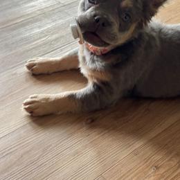 French Bulldog puppies from Carolina High Country Frenchies