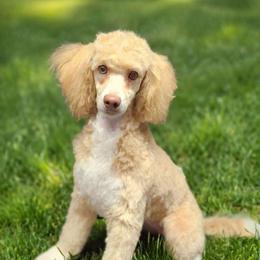 Karen - Poodle