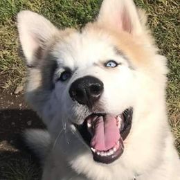 Siberian Husky Puppies from Gemstone Huskys