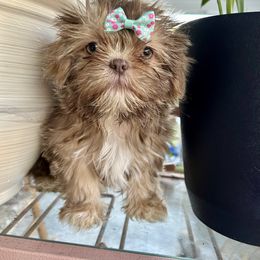 Ellie - Lilac female Shih Tzu puppy in Trinity, North Carolina from Trinity Shih Tzu