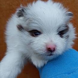 Glidder Boy 2 - Chocolate merle male Pomeranian puppy in Carrollton, Georgia from B AND R'S POMERANIAN'S