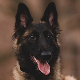 Korra - Belgian Tervuren