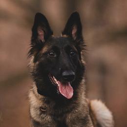 Korra - Belgian Tervuren