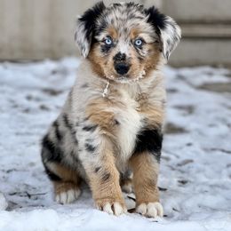 Miniature Australian Shepherd Puppies from Quartz Creek Aussies