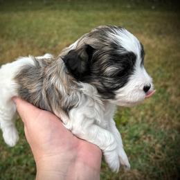 Havanese, Havapoo, and Poodle Puppies from Parlor Pups