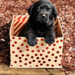 Labrador Retriever Puppies from Tried & True Labradors