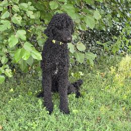 Luna - Blue female Poodle puppy in Philadelphia, Pennsylvania from The Stone’s Poodles