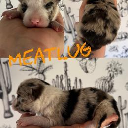 Meatlug - Blue merle female Border Collie puppy in Sanger, California from Flying M Cactus Ranch Buddies