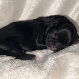 Dobie Girl - Black and tan female Shih Tzu puppy in Albany, New York from Precious Shihpoo’s and Luxurious Shih Tzu’s