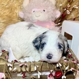 Bandit - Merle male Goldendoodle puppy in North Branch, Michigan from Graceful Miniature Goldendoodles