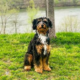 Atlas - Aussiedoodle