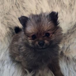 Puppy 1 - Wolf sable male Pomeranian puppy in Lebanon, Indiana from Duran's Huskies and Pomeranians