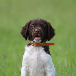 Finn - Liver and white male Brittany puppy in Georgia from Edenbright Brittanys