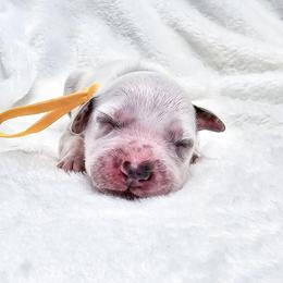 Lava Lamp - White and black female Dalmatian puppy in Gray, Georgia from Fuller Spots