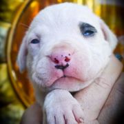 Ceto- Girl 3, pirate - White female Dogo Argentino puppy in San Diego, California from Debonair Dogos