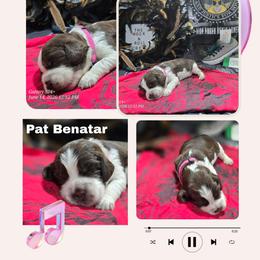 Pat BenatarGirl 1 - Liver and white female English Springer Spaniel puppy in Saginaw, Michigan from Kemerer Springers