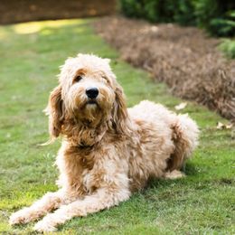 Ellie - Goldendoodle