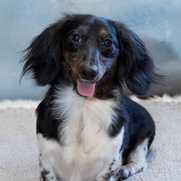 Ludo - Dachshund