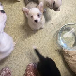 Elsa - Blue merle and white female Cardigan Welsh Corgi puppy in Atascadero, California from California Corgis and Kunes