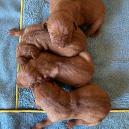 Girl 2 - Golden rust female Vizsla puppy in Albany, Texas from Big Country Kennels