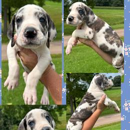 Lotto - Harlequin male Great Dane puppy in Wellsville, New York from Prophecy Danes