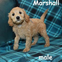 Marshall - Apricot male Goldendoodle puppy in Jasper, Indiana from Hilltop Pups LLC