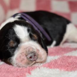 Elsa - Black white and tan female English Springer Spaniel puppy in Chapmansboro, Tennessee from Balthrop Bend Farms