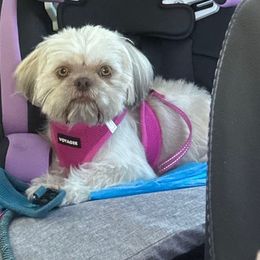 Poppy - Brindle female Shih Tzu puppy in Bakersfield, California from Little pumpkin Shih Tzu’s