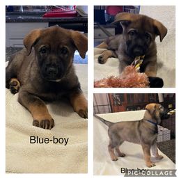 German Shepherd Puppies from Georgene German Shepherds