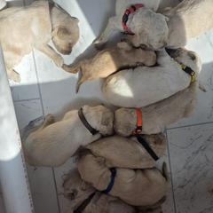 Double Doodle Puppies from Doodles of Sherwood Forest