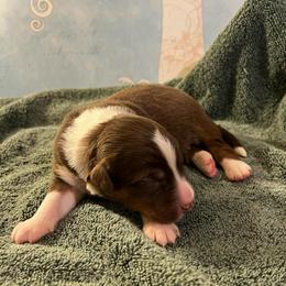 Focaccia - Red tri-color male Australian Shepherd puppy in Bennett, Colorado from Alolan Angel Aussies