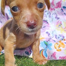 Suga Mama - Cream female Dachshund puppy in Birmingham, Alabama from Mini Doxies Love