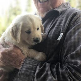 Golden Retriever Puppies from HuesofGold Halos