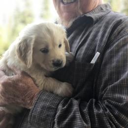 Golden Retriever Puppies from HuesofGold Halos