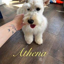 Athena - Miniature Schnauzer