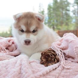 Apricot - Sable and white female Siberian Husky puppy in Bly, Oregon from Hill Top Huskies