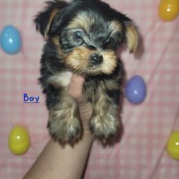 Boy 3 - Black and gold male Yorkipoo puppy in Gilbert, Arizona from Yorkie Your Soulmate Puppy