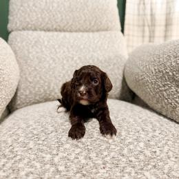 Noelle - Chocolate female Cavapoo puppy in Colcord, Oklahoma from Copper Lane Aussies, Doodles & Cavapoos